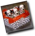 Wrap a gift with the help of your dogs