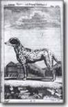 Buffon: Tigerhund oder bengalischer Spürhund - 1772