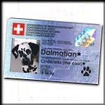 A real Swiss Dalmatian