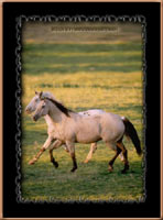 Click to send this horsy postcard