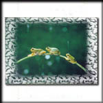 Bonsai frogs