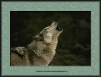 Click to send this wolf as a postcard