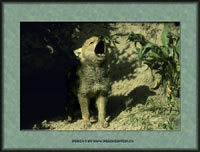 Klicke um diesen Wolf als Postkarte zu senden